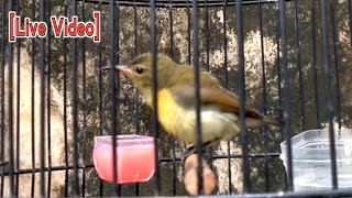 Download lagu SUARA PANGGILAN KONIN IJOAN AMPUH UNTUK PANCINGAN KONIN AGAR BUNYI mp3