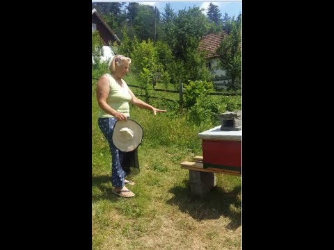 KAKO JE VAHIDU KAMENJAŠEVIĆ IZ OLOVA IZNENADIO ZALUTALI ROJ: K'O DA MI JE NEKO DAROVAO 10.000 MARAKA