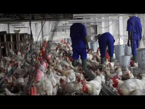 download lagu mp3 mp4 Sipra, download mp3 Sipra free download mp3, download mp3 Sipra