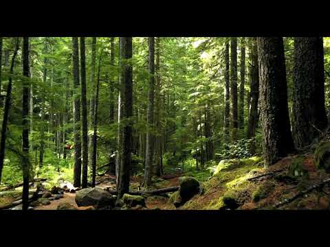 NATURE | SERIES | 002