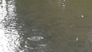 preview picture of video 'A gang of Fish under a bridge 1.mp4'