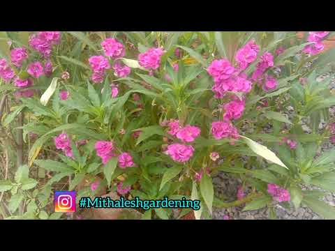 Impatiens balsamina flowers sort information #Mithaleshgardening#impatiensbalsamina#flower#gardening