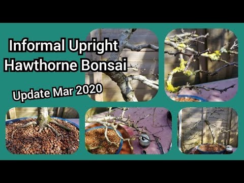 Hawthorn Informal Upright Bonsai Update Mar 2020 1