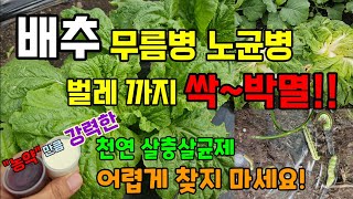 김장배추/무우 무름병 노균병 벌레까지 싹~박멸! 농약 만큼 강력한 천연살충제(1+1이벤트)하나면 농사가 편해…