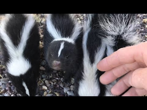 Will a wild baby skunk spray me if I pick it up!