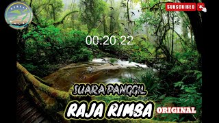Download lagu SUARA PANGGIL BURUNG WALET‼️ SP RAJA RIMBA ORIGINAL ‼️@BerkatWalet mp3 Download lagu SUARA PANGGIL BURUNG WALET‼️ SP RAJA RIMBA ORIGINAL ‼️@BerkatWalet mp3