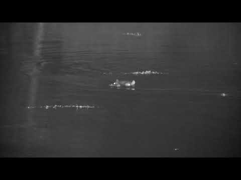 Djuma: Hippo male has returned to the dam again - 02:57 - 08/21/21