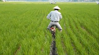 Success Of Rice Farming Japan : Planting & Harvesting
