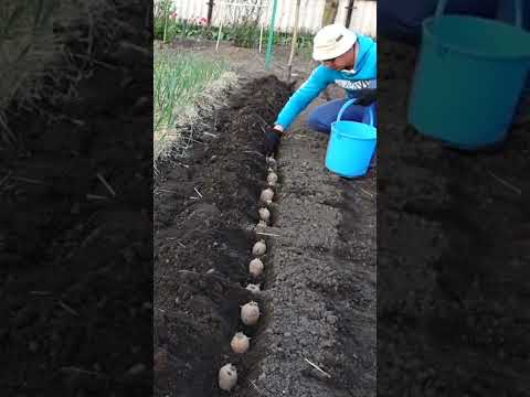 , title : 'How to plant potatoes and get a lot of big tubers'