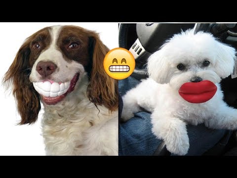 Dogs That Have No Idea How Silly They Look With Their Toys Video