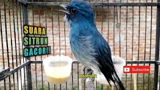 Download lagu SUARA BURUNG SITRUN GACOR❗ mp3