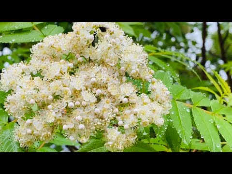 ナナカマド「ドドン」 植物