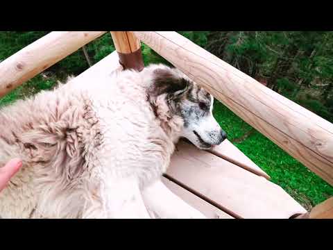 Cabana Stana Tarle, cota 1600 Sinaia