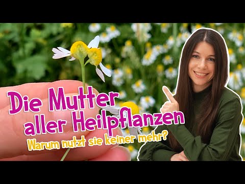 Kamille heilt mehr, als du denkst – warum sie fast niemand mehr nutzt, ist ein echtes Rätsel! 🌼