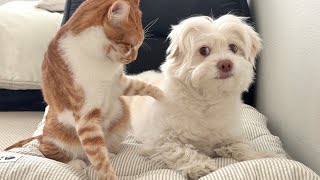 다시 돌아온 황금연휴 몽땅로그