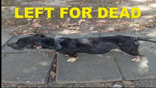 Rescuing a Starving Dog While Living Off the Grid