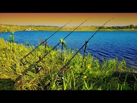 Tips & Tricks for Carp Fishing in Summer HEAT!