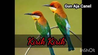 Download lagu Suara burung kirik kirik mp3