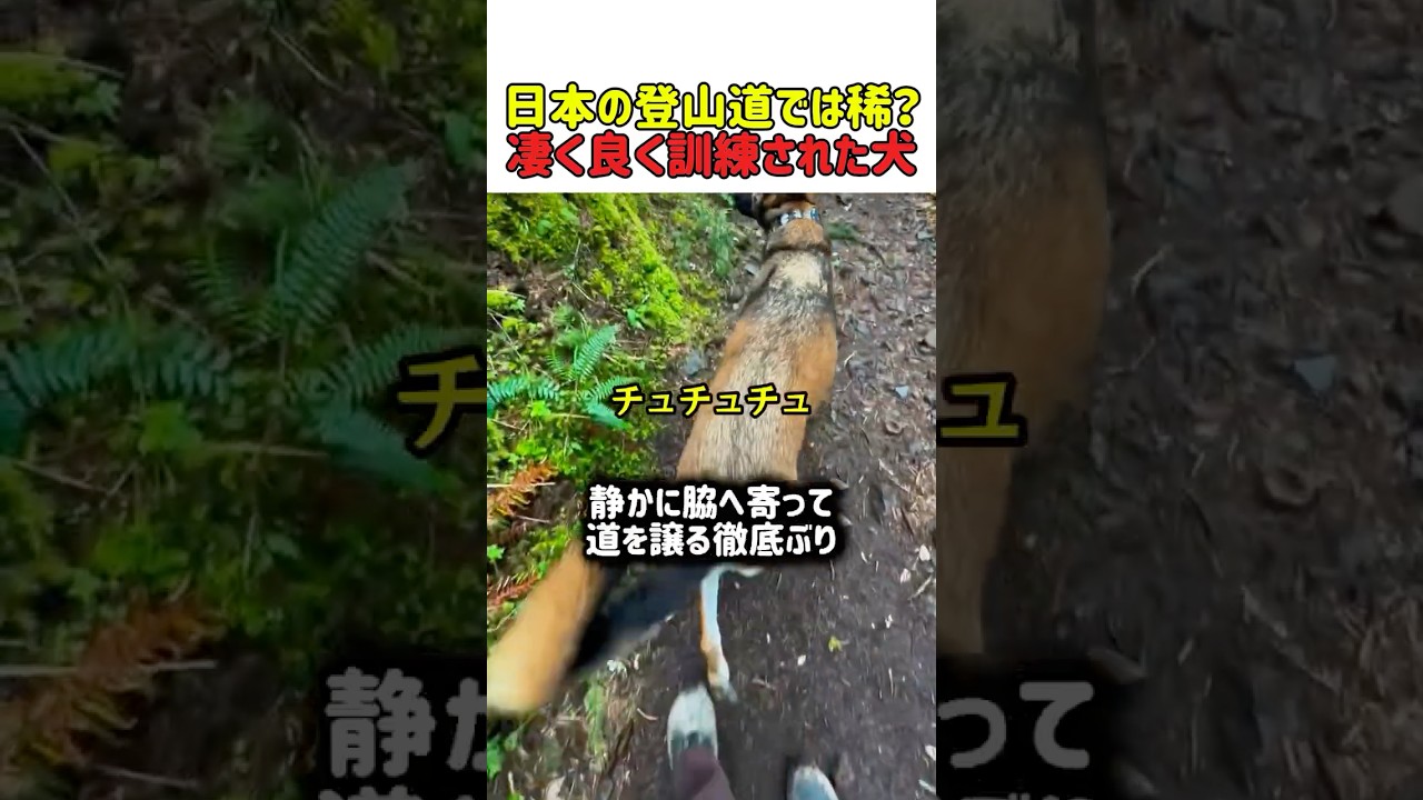 【感動】ノーリードの大型犬が「神対応」ｗ 命令なしで道を譲り、許可が出るまで挨拶しない賢さがヤバすぎる件　#いぬ #犬 #犬動画 #驚き #大型犬 #犬のいる暮らし #天才犬 #マナー #shorts