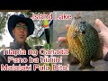 Tilapia ng Canada Pano huliin! Malalaki Pala dito,  #Island Lake Conservation Park,  #fishingvideo
