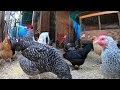 Back Yard Chickens Continuous Footage! Rooster Crowing! Hens Clucking!