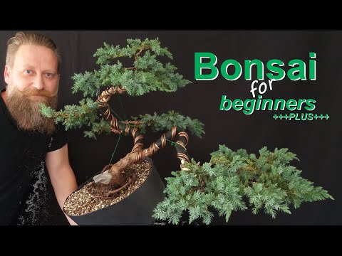 Bonsai: Halbkaskade die 2.Gestaltung