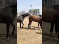 Horse Short Film Shorts