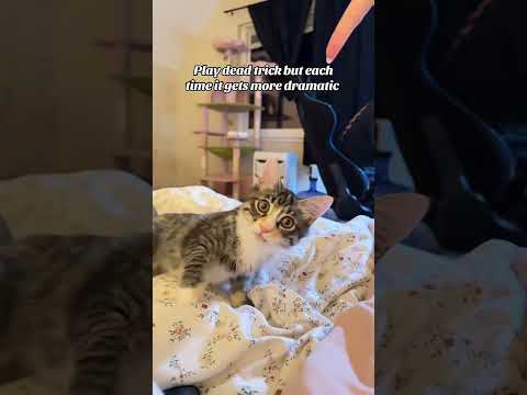 Mastered the task: fun cat training #cattok #cattraining #calico #cute #fok