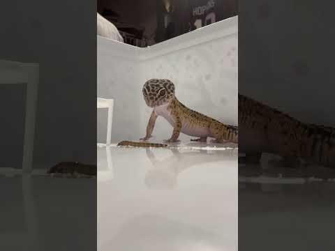 Gary, den Leopardgecko, füttern