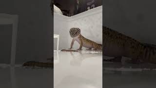 Download lagu Feeding Gary The Leopard Gecko mp3 Download lagu Feeding Gary The Leopard Gecko mp3
