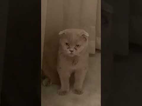 LILIBETH, SCOTTISH FOLD