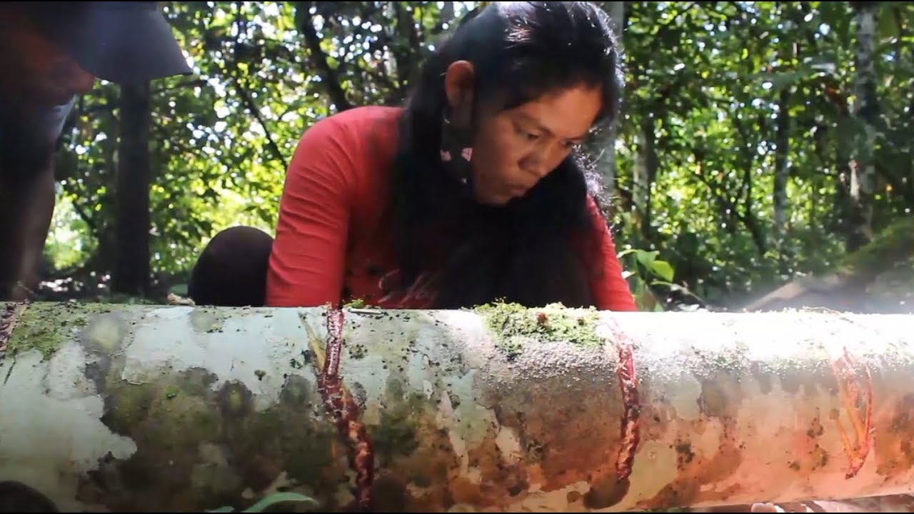 Sangre de Grado de la Asociación Irariki 🩸✨
