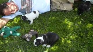 preview picture of video 'frenchbo ~ Faux frenchie ~ Faux FrenchBo Bulldog ~ Puppies ~ Oregon Breeder'