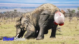 Download lagu 5 Proses Melahirkan Hewan Paling Unik Dan Menarik Didunia mp3