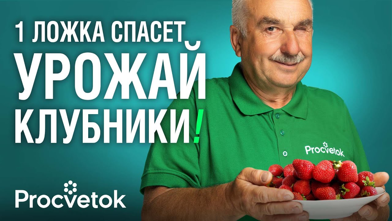 КАК НЕ ОСТАТЬСЯ БЕЗ КЛУБНИКИ В 2025 ГОДУ? Рецепт подкормки и обработки после заморозков