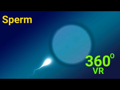 video 360 | process of sperm going into the uterus.(Great, you can't miss)