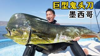 你敢信？这次我带一位90后妹子勇闯无人岛，而且还正面硬刚深海巨物～鬼头刀！#墨西哥 #荒岛探索 #加利福尼亚湾 #鬼头刀 #领航鲸 #花园鳗 #蝠鲼 #自由潜水