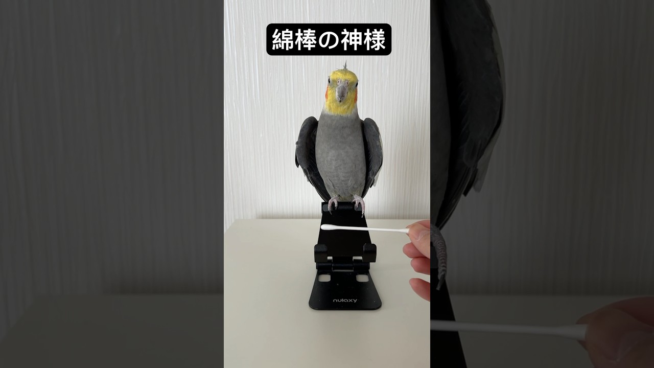 綿棒を納めたら鳴くシステムなの？