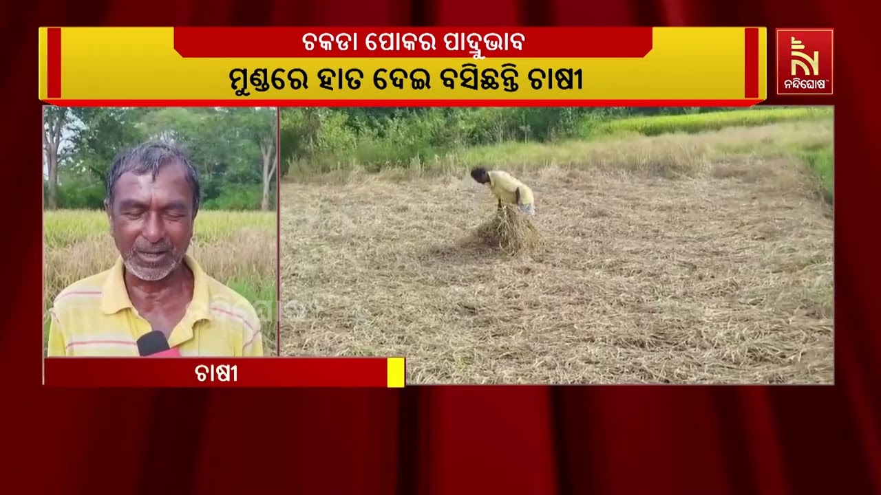 ଚକଡା ପେlକର ପାଦ୍ରୁଭାବ । କେନ୍ଦୁଝର ଜିଲ୍ଲା ଚମ୍ପୁଆ ବ୍ଲକ ର?