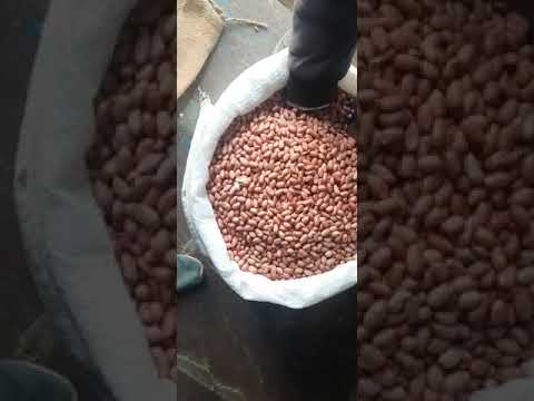 Red peanut seed