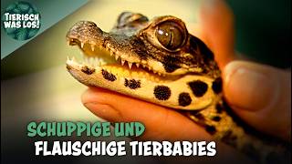So süß ist der Nachwuchs im Zoo! Tigerbaby, Ameisenbär &amp; Co. | Tierisch was los!