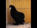 DEUTSCHE JUNGGEFLÜGELSCHAU's video thumbnail
