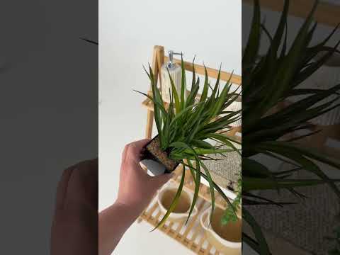 Youtube-видео 