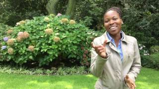 Former iSchool Press Team Member