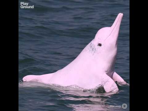 download lagu mp3 mp4 Delfin Rosa Hong Kong, download lagu Delfin Rosa Hong Kong gratis, unduh video klip Delfin Rosa Hong Kong