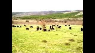 preview picture of video 'Karakačanska ovca, Park prirode Stara planina / Karakachan Sheep, Stara Planina Nature Park'