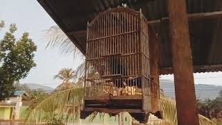 Download lagu sepasang tuwu super gacor on terus 25 jam | asian koel - black billed koel  @BaturLTok mp3