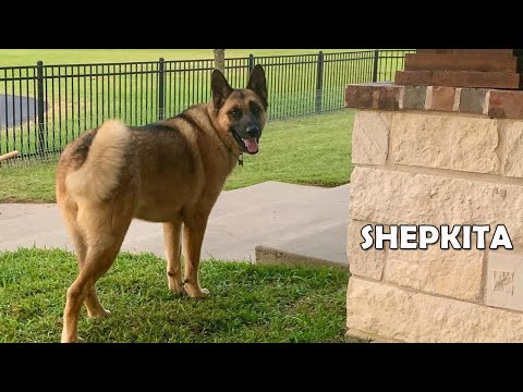 シェプキタ：ジャーマンシェパードと秋田犬の交雑種