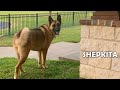 Shepkita: The Cross Breed of German Shepherd and Akita