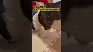 パパの失敗を助けるワンコ🐶  #フレンチブルドッグ #ワンコ #イッヌ #犬のいる暮らし #shorts